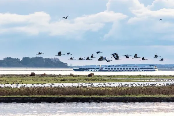 Ferienwohnung Herzmuschel Aparthotel Zingst - fliegende Kraniche in der Natur  Herzmuschel
