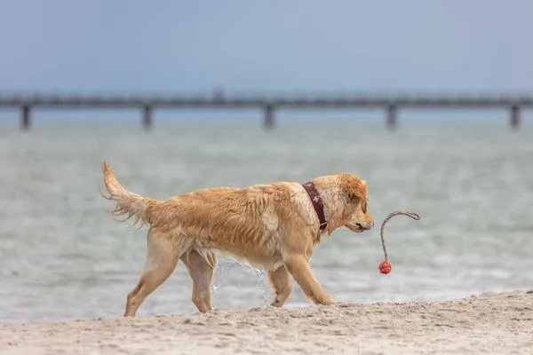 Ferienwohnung Swantovit Ostseebad Wustrow - ZweiWasser Alte Seefahrtschule Hundestrand  Swantovit