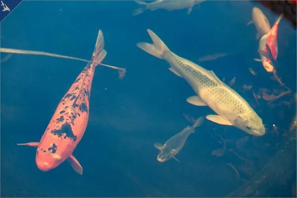 Gartenblick  Ferienwohnung  Koi I (EG)