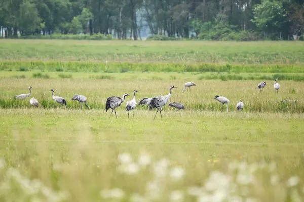 Ferienwohnung Seebadperle Ostseebad Wustrow ZweiWasser Alte Seefahrtschule Natur und Ruhe  Seebadperle
