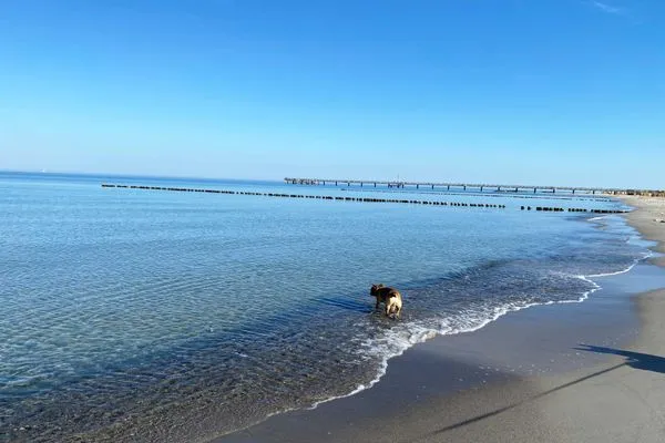 Ferienwohnung Strandblick Ostseebad Wustrow ZweiWasser Alte Seefahrtschule Nahegelegener Hundestrand  Strandblick