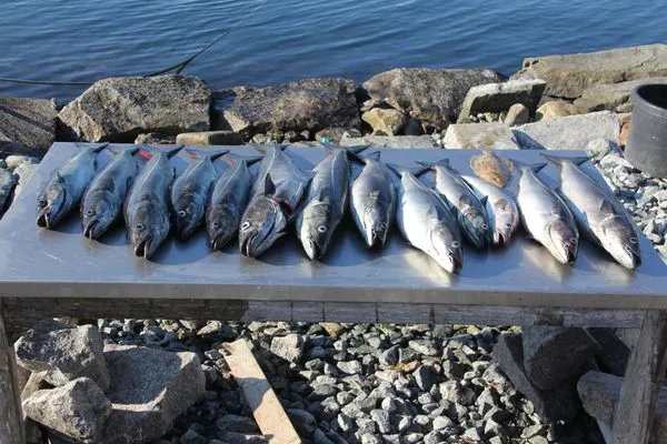 Sport / Aktivitäten  Fjordhytte-1