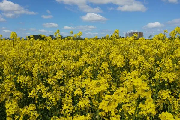   Ferienwohnung Dat seute Huus (EG klein)