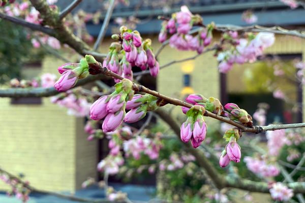  urlaubinsicht Tönning - Dekoratives Detail