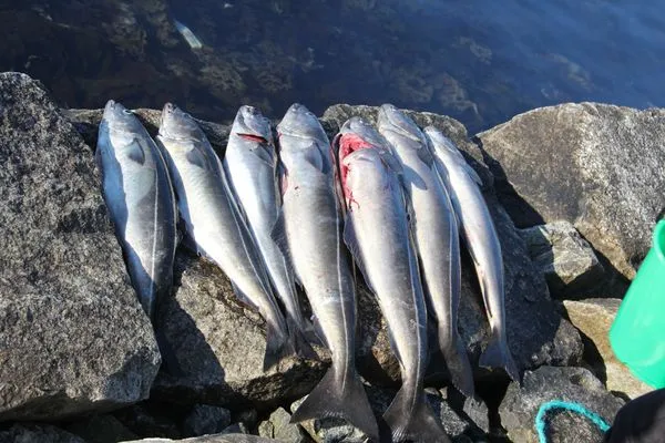 Riesen Seelachse aufgereiht am Fjordufer  Fjordhytte-2
