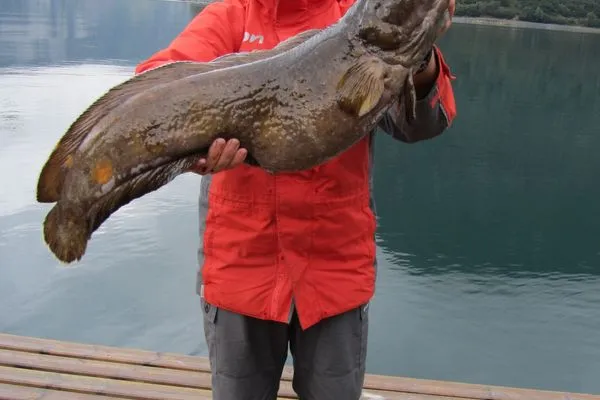 Begeisterter Angler mit riesen Lumb in den Händen  Fjordhytte-4