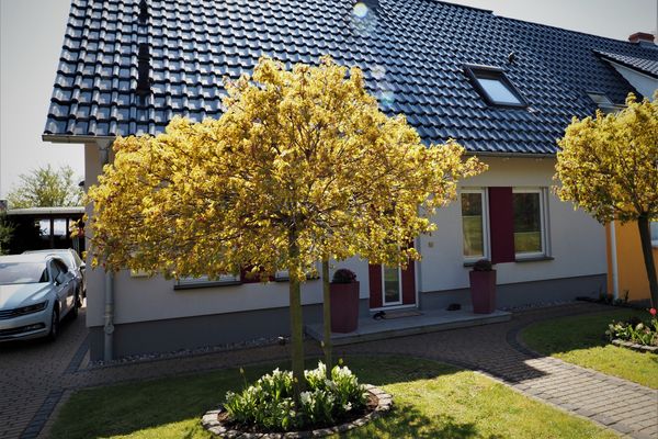  Wiesenstr. 4 Haus Blaumöwe Zingst - Hauptansicht