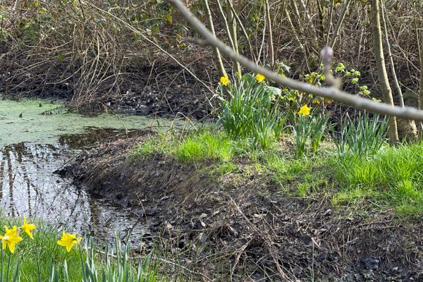 Haus Meeresluft Seestern St. Peter-Böhl - Garten
