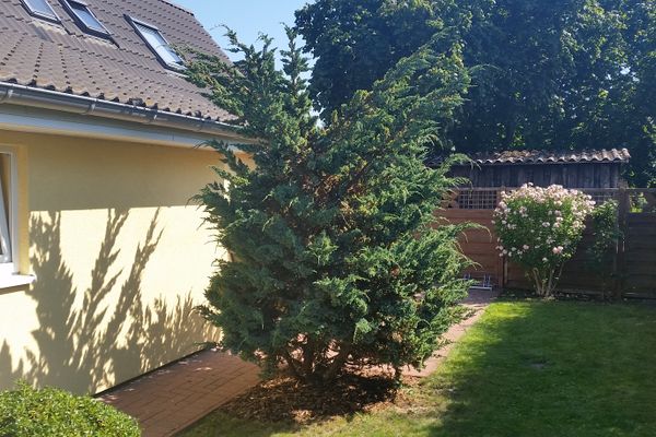  Sonnenblume - Sonne 1  - Gartenblick