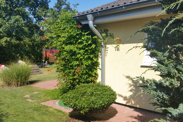  Sonnenblume - Sonne 2  - Gartenblick