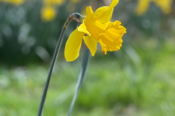  Haus Meeresluft Muschel St. Peter-Böhl - Umgebung