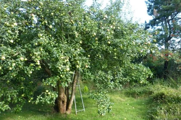Obstbaum im Garten der Ferienwohnung Anne in Nebel auf Amrum Haus Troeltsch Ferienwohnung *Anne*