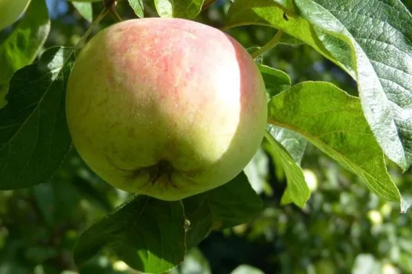 Obstbaum im Garten zur Ferienwohnung Anne in Nebel auf Amrum Haus Troeltsch Ferienwohnung *Anne*