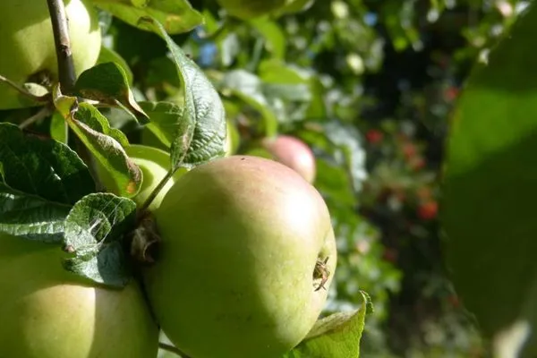 Apfelbaum im Garten der Ferienwohnung Anne in Nebel auf Amrum Haus Troeltsch Ferienwohnung *Anne*