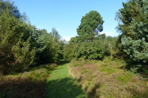 Heidelandschaft im Garten der Ferienwohnung Anne in Nebel auf Amrum Haus Troeltsch Ferienwohnung *Anne*