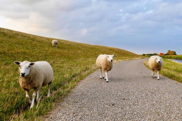  App. Loh Tönning - Natur
