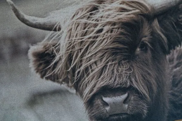 Friesenhof Dreilanden Friesenhof App. 4 Seesternchen SPO Ording - 