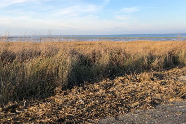  Ferienhaus Seepferdchen Dornumersiel - Landschaft
