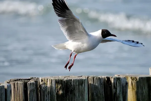 Möwe  Kapitänsgarten Wohnung 25