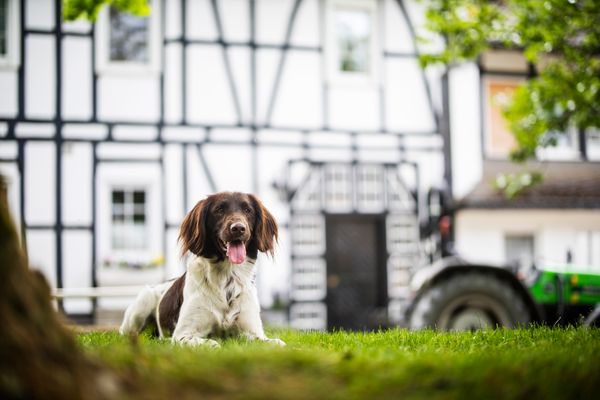 Altes Bauernhaus Dachstube links Schmallenberg - Urlaub mit Hund auf dem Hof Köhne