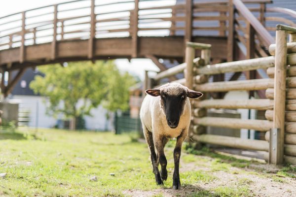 Feldscheune Feldscheune links Schmallenberg - Schaf auf dem Biobauernhof Köhne