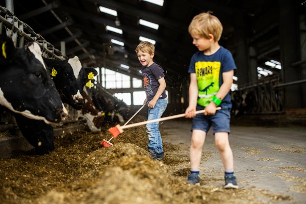 Malerhaus Malerhaus Schmallenberg - Helfen im Kuhstall auf dem Hof Köhne