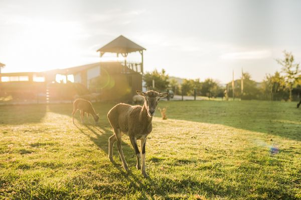 Forsthaus Forsthaus 2er Schmallenberg - Damwild auf dem Hof Köhne