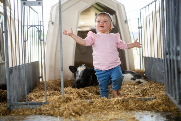 Villa Landlust Villa Landlust Schmallenberg - Kälbchen auf dem Biohof Köhne