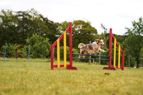 Haus am Spielplatz Strauß Schmallenberg - Agilityparcours Hundeurlaub Ferienhof Köhne
