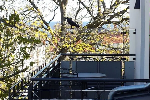 Balkon  Villa Bismarckshöhe, Whg. Alma