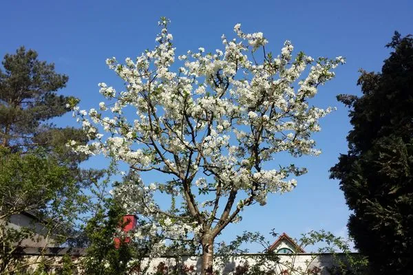 Garten  Villa Bismarckshöhe, Whg. Clara