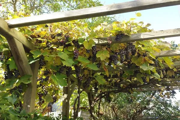 Garten  Villa Bismarckshöhe, Whg. Clara