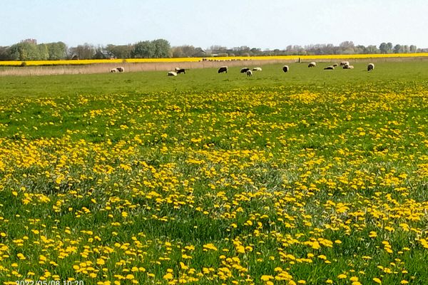  Ferienhütt Poppenbüll,Osterhever,Tetenbüll - Umgebung