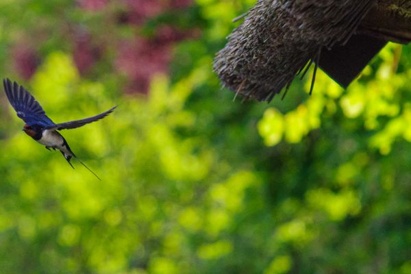  Am Bodden Krapp´s - Boddenidyll Wieck - Dekoratives Detail