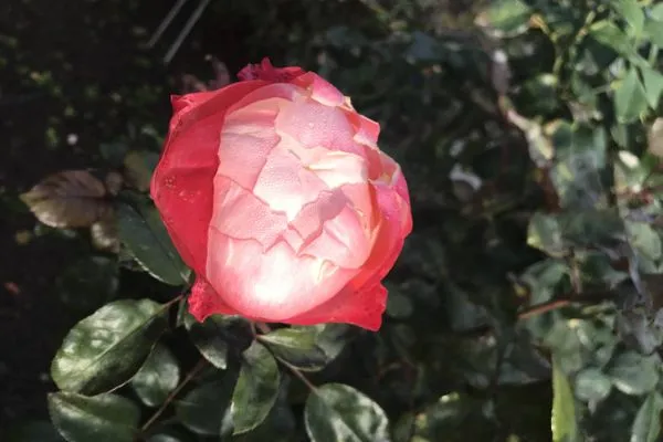   Spöökenkieker-Heiners Eck