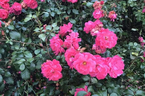   Spöökenkieker-Heiners Eck