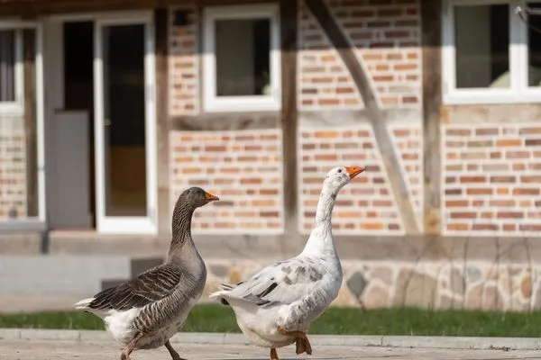 Gartenblick  Reethus 22 Loft 2