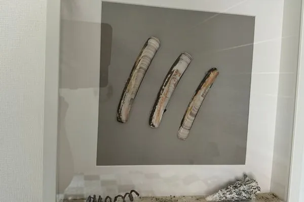 Dekoratives Detail  Schwertmuschel