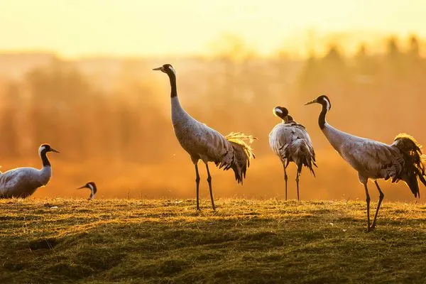 Ferienwohnung Gänseblume Waren (Müritz) - der Müritz Nationalpark  Gänseblume