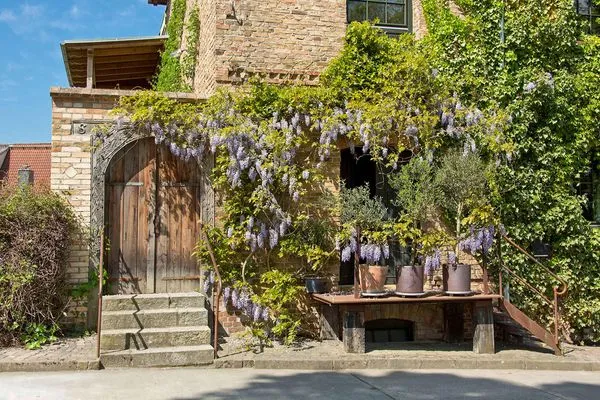 Hauptansicht  Blauregen