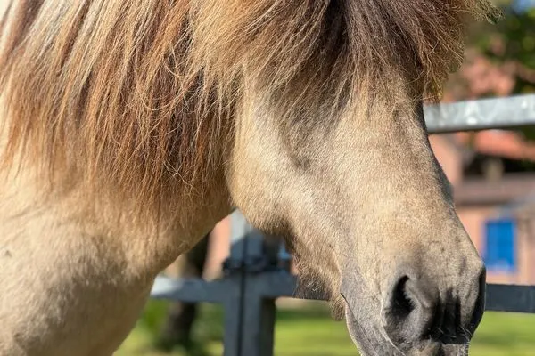   Urlaub auf dem Ponyhof - Ferienhaus für bis zu 9 Personen