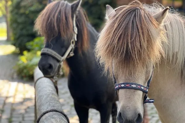 Dekoratives Detail  Urlaub auf dem Ponyhof - Ferienhaus für bis zu 9 Personen