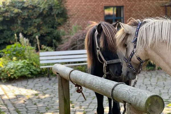   Urlaub auf dem Ponyhof - Ferienhaus für bis zu 9 Personen