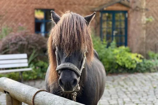 Sport / Aktivitäten  Urlaub auf dem Ponyhof - Ferienhaus für bis zu 9 Personen