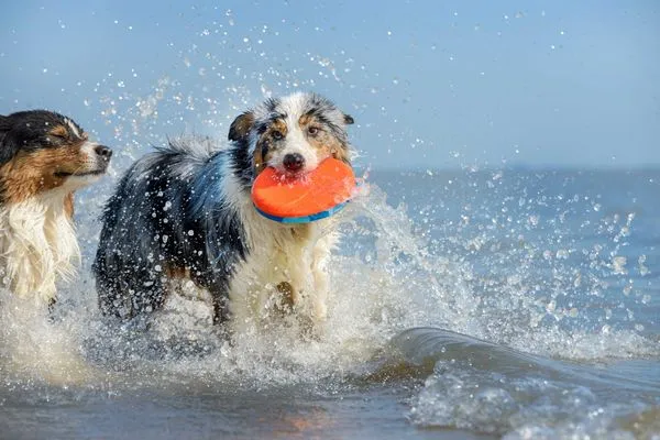 Ferienwohnung Seeperle Hund mit Spielzeug, Urlaub mit Hund  Seeperle