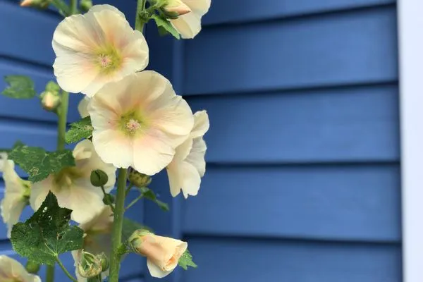 Im Garten der Blauen Pause blühen viele Blumen  Blaue Pause