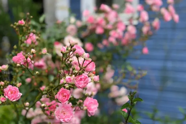 Im Garten der Blauen Pause blühen viele Blumen  Blaue Pause