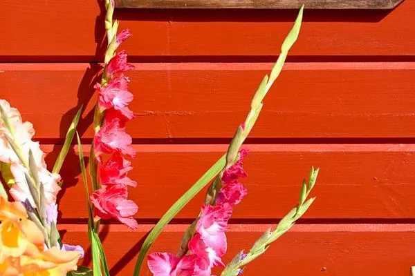   Fehmarn Ostseeferien/ Landliebe Fehmarn (117)