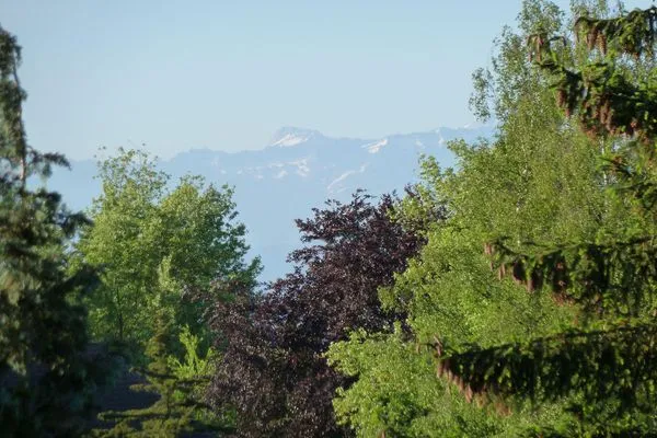 Berge Silvanerlaube Silvanerlaube B