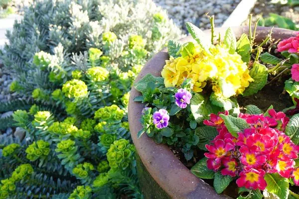 Garten Silvanerlaube Silvanerlaube B